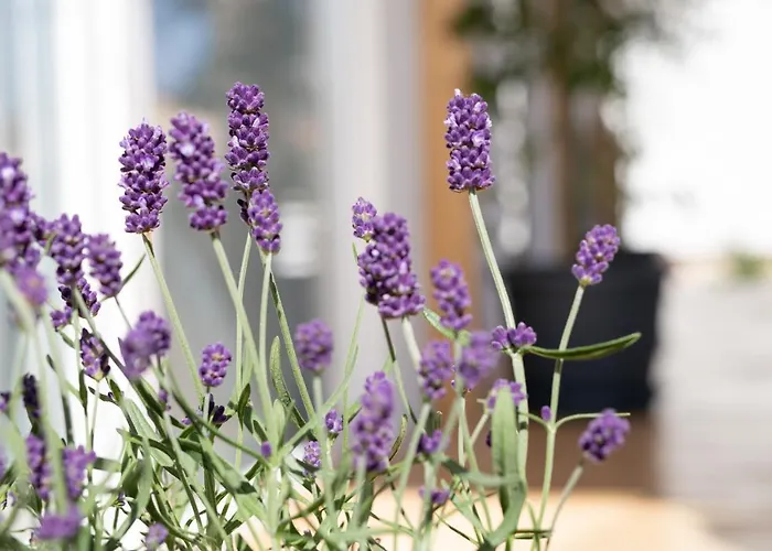 Mobile Lana 穆泰尔岛