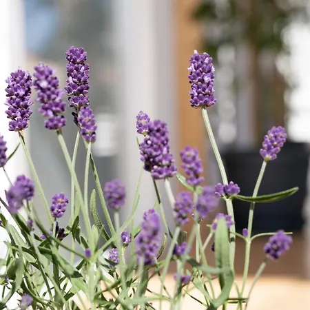 Mobile Lana מורטר